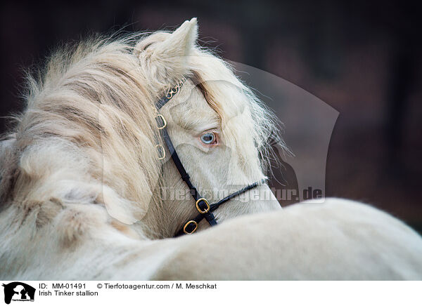 Irish Tinker stallion / MM-01491