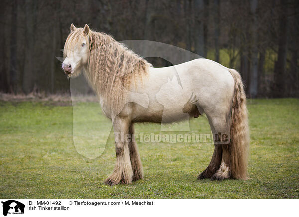Irish Tinker stallion / MM-01492