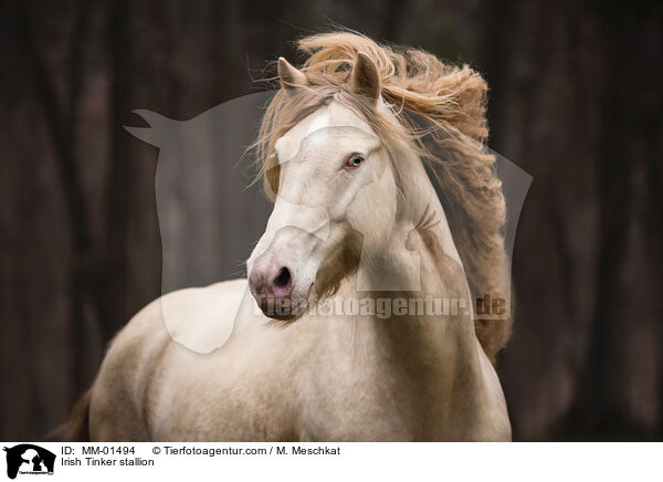 Irish Tinker stallion / MM-01494