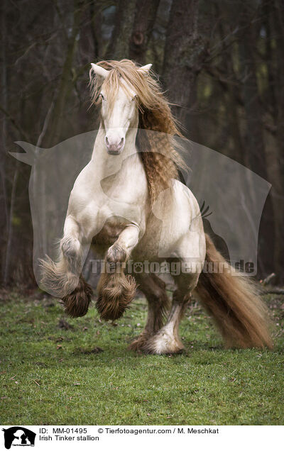 Irish Tinker stallion / MM-01495