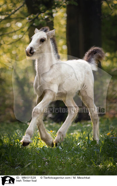 Irish Tinker foal / MM-01528