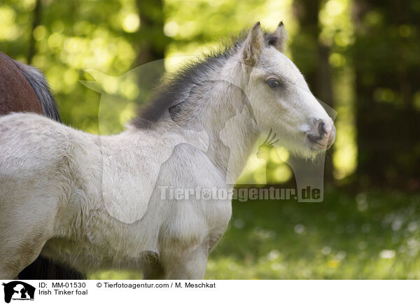 Irish Tinker foal / MM-01530