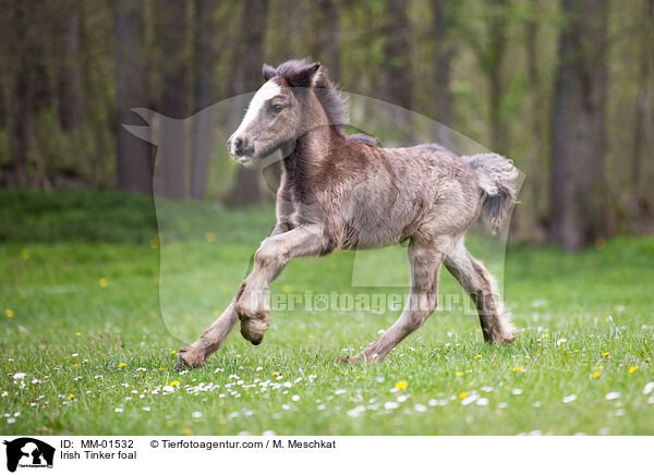 Irish Tinker foal / MM-01532