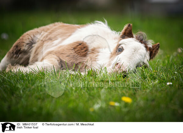 Irish Tinker foal / MM-01537