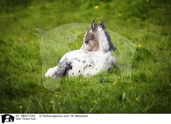 Irish Tinker foal / MM-01538