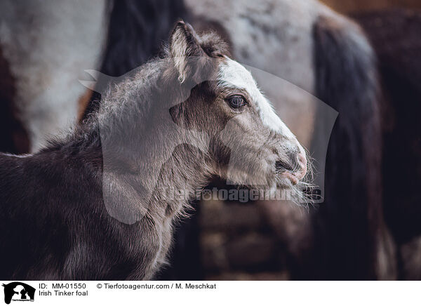 Irish Tinker foal / MM-01550