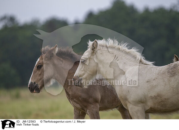 Irish Tinker foals / JM-12583
