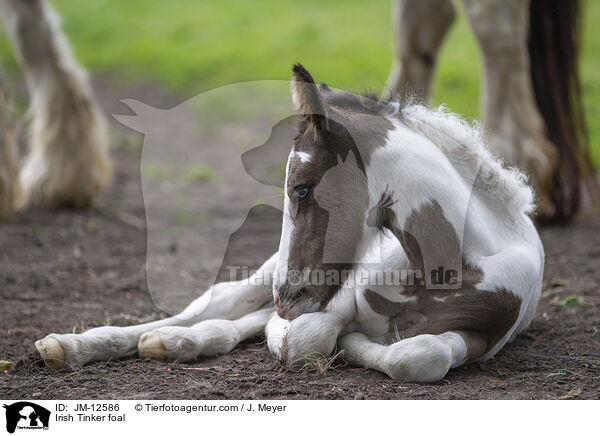 Irish Tinker foal / JM-12586