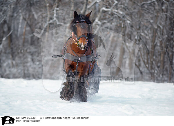Irish Tinker stallion / MM-02230