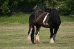 Irish Tinker in the meadow