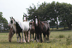 herd of Irish Tinker horses