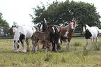 herd of Irish Tinker horses