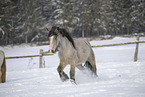 Irish Tinker in snow