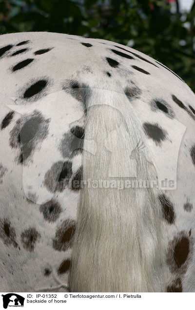 Hinterteil eines Pferdes / backside of horse / IP-01352
