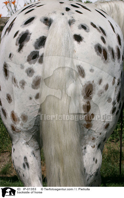 Hinterteil eines Pferdes / backside of horse / IP-01353