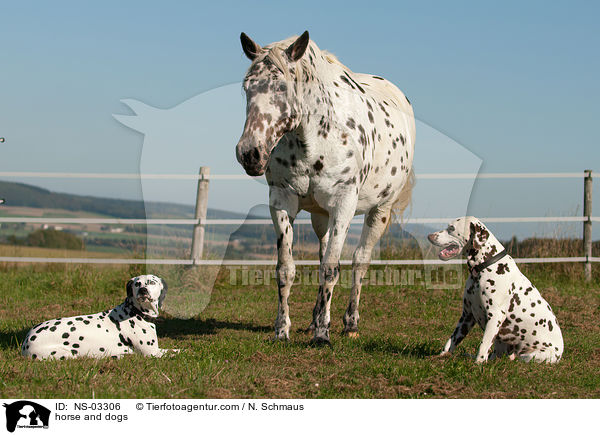 horse and dogs / NS-03306