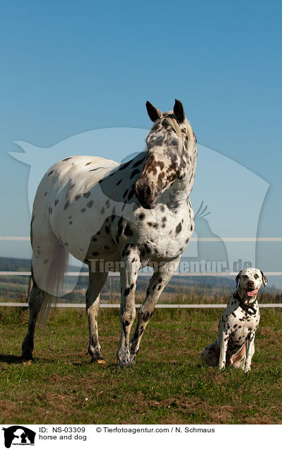 horse and dog / NS-03309