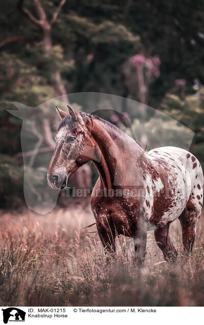 Knabstrup Horse / MAK-01215