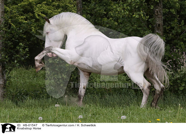 Knabstrupper / Knabstrup Horse / HS-01547