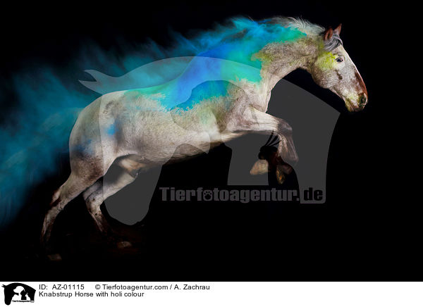 Knabstrup Horse with holi colour / AZ-01115