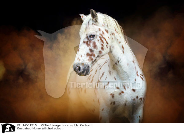 Knabstrup Horse with holi colour / AZ-01215