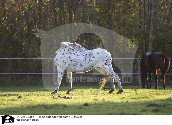 Knabstrupper / knabstrup horses / JM-09356