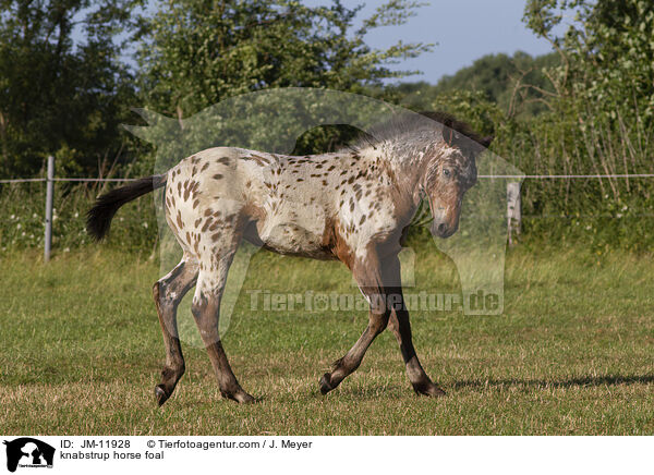 knabstrup horse foal / JM-11928