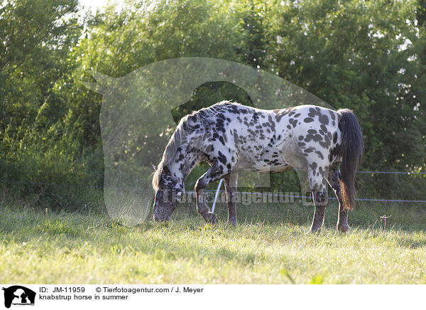 knabstrup horse in summer / JM-11959