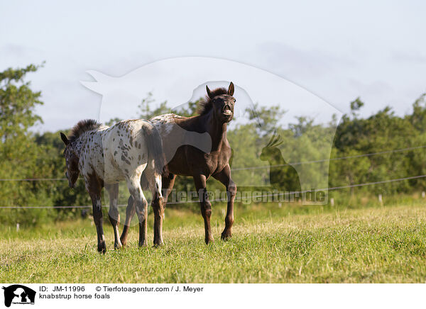knabstrup horse foals / JM-11996