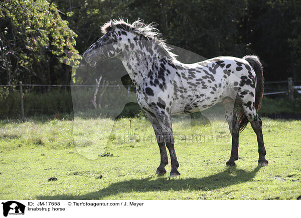 knabstrup horse / JM-17658