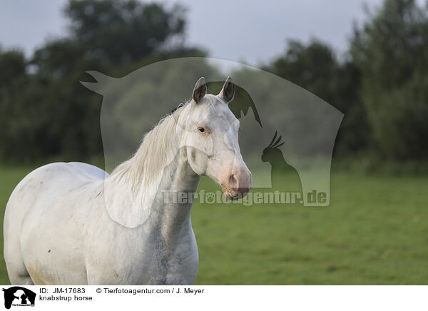 knabstrup horse / JM-17683