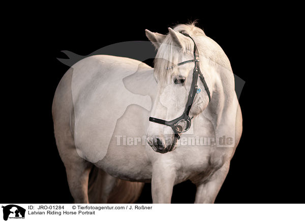 Lettisches Warmblut Portrait / Latvian Riding Horse Portrait / JRO-01284