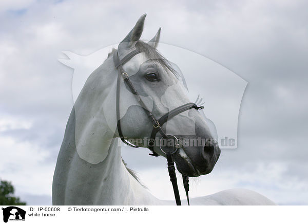 white horse / IP-00608
