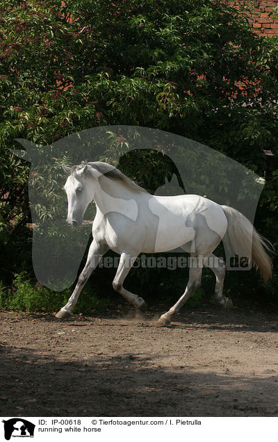 running white horse / IP-00618
