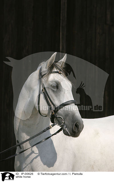 white horse / IP-00626
