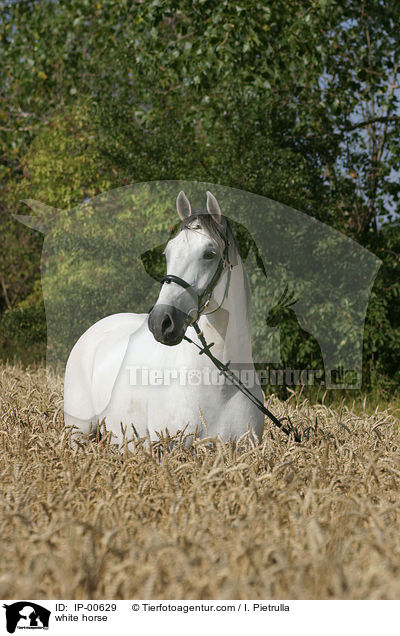 white horse / IP-00629