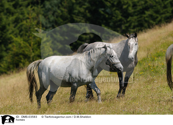 horses / DMS-03583