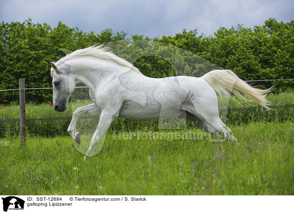 galloping Lipizzaner / SST-12684