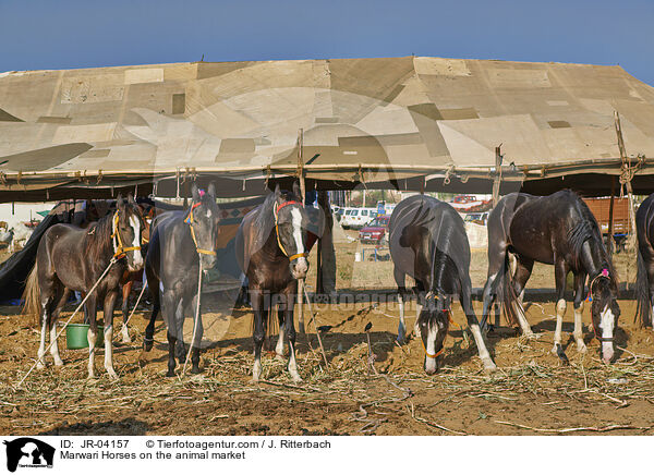 Marwari auf dem Viehmarkt / Marwari Horses on the animal market / JR-04157