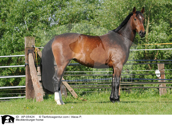Mecklenburger horse / AP-05424