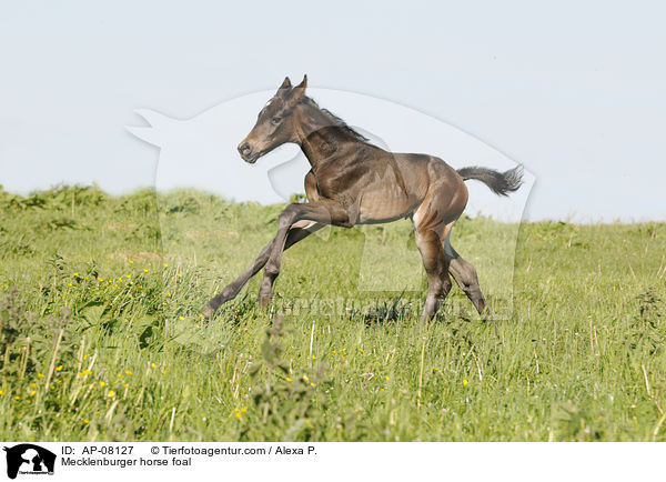 Mecklenburger horse foal / AP-08127