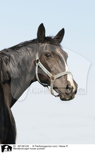 Mecklenburger horse portrait / AP-08128