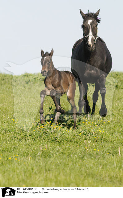 Mecklenburger horses / AP-08130