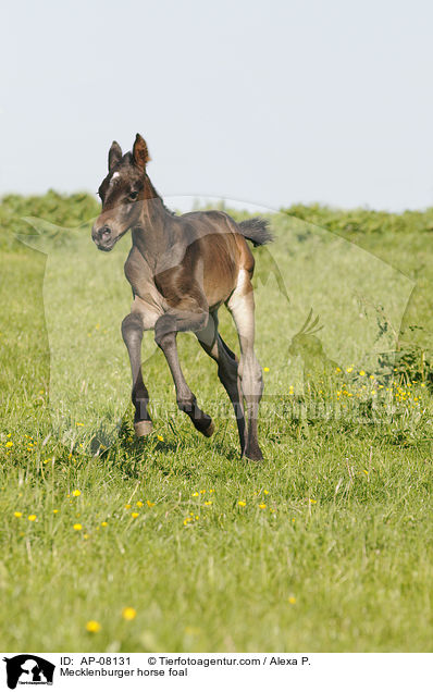 Mecklenburger horse foal / AP-08131
