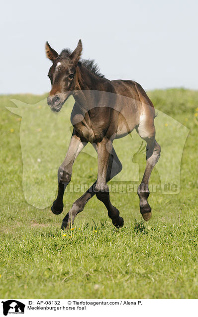 Mecklenburger horse foal / AP-08132