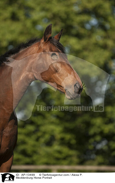 Mecklenburg Horse Portrait / AP-13499