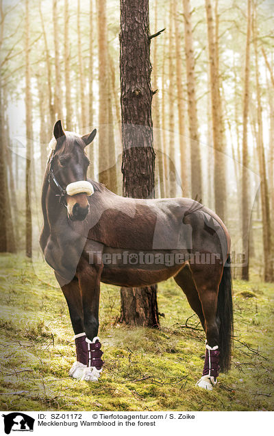 Mecklenburg Warmblood in the forest / SZ-01172