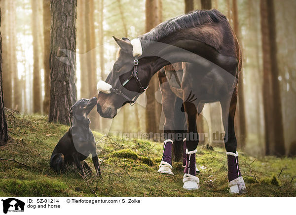 dog and horse / SZ-01214