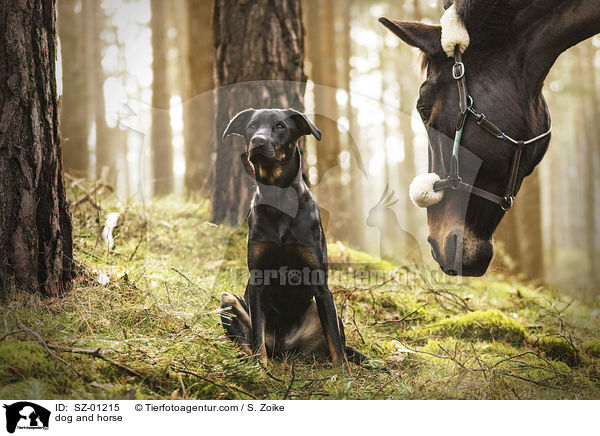 dog and horse / SZ-01215
