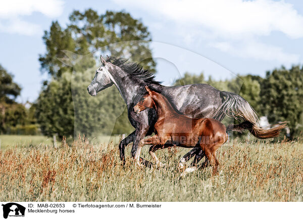 Mecklenburg horses / MAB-02653
